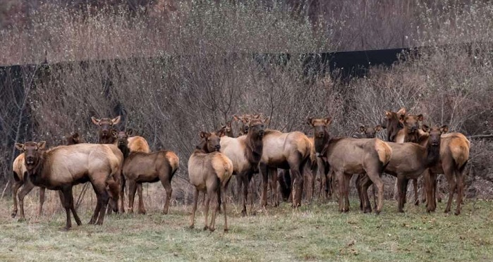Herd of 41 elk die in east Oregon after falling through ice